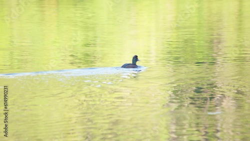 A group of Papango New Zealand Scaup ducks swimming together in a calm lake photo