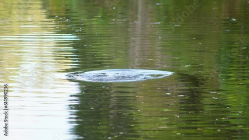 A male Papango New Zealand Scaup duck diving into calm water, leaving a ripple behind it photo