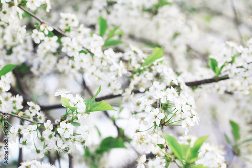 White flowers on a green bush. The white rose is blooming. Spring cherry apple blossom.