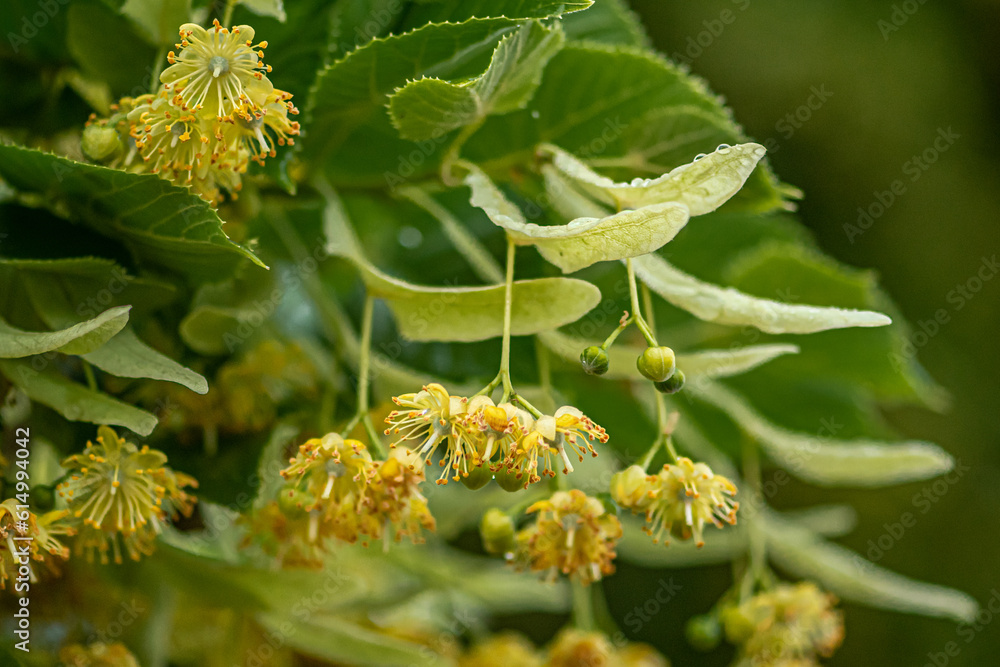 Linden or lime tree in bloom in June during a rainy day, close up Linden or lime tree in bloom in June during a rainy day, close up