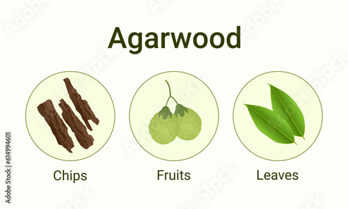Agarwood chips fruits and leaves