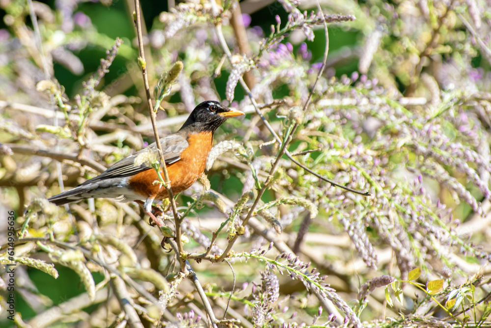 American robin (Turdus migratorius) American robin (Turdus migratorius)