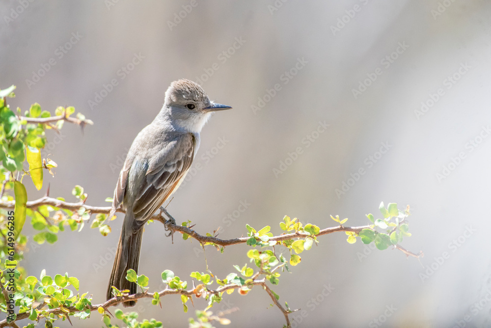 Fototapeta premium Ash-throated flycatcher (Myiarchus cinerascens)