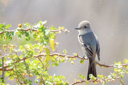 Ash-throated flycatcher (Myiarchus cinerascens)