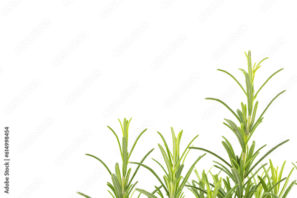 Fototapeta premium Branches of rosemary on a white background
