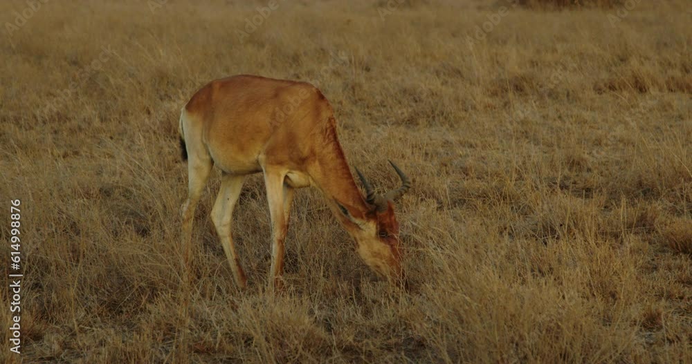 Close up shot of hartebeest grazing in dry grassy landscape of African reserve Close up shot of hartebeest grazing in dry grassy landscape of African reserve