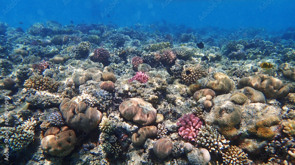 Fototapeta premium coral reef in Egypt, Makadi Bay