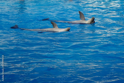 dolphins in the water © jonnysek