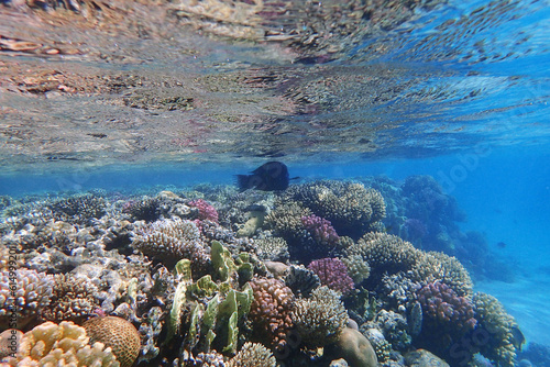 Fototapeta Naklejka Na Ścianę i Meble -  coral reef in Egypt, Makadi Bay
