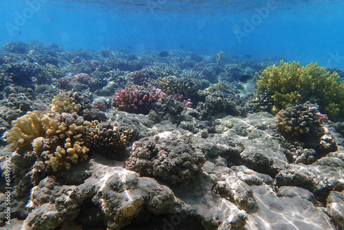 coral reef in Egypt  Makadi Bay