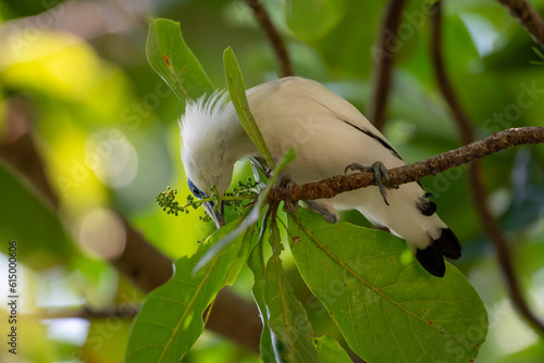 Bird on tree, The Bali myna, Leucopsar rothschildi, also known as Rothschild's mynah, Bali starling, or Bali mynah, locally known as jalak Bali. photo