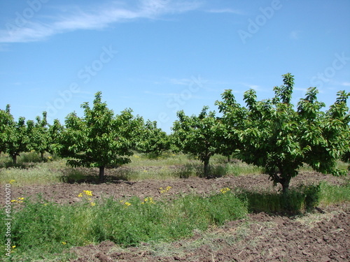 Panorama of agricultural cherry orchards against the background of sunny blue spring sky.