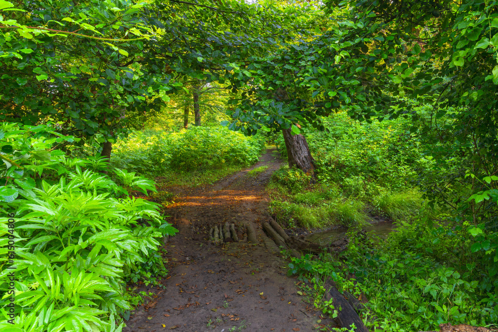 Obraz premium Wooden bridge across a small river in a green forest