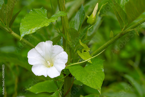Convolvulus arvensis flower blooming in garden