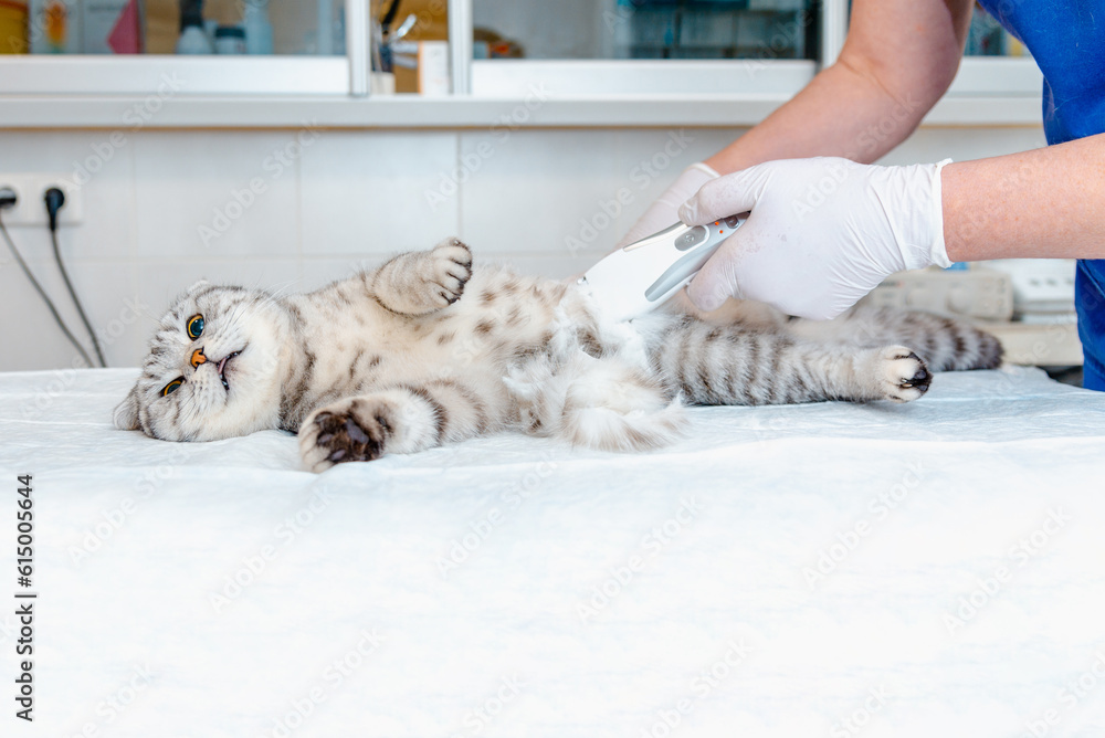 A veterinarian's hand shaves a cat's belly at veterinary clinic, the cat is examined and prepared for surgery by shaving its belly.Veterinary concept.Copy space.