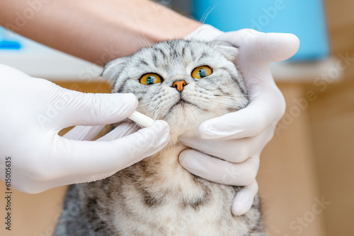 Cuadro en lienzo Vet gives medication for animal