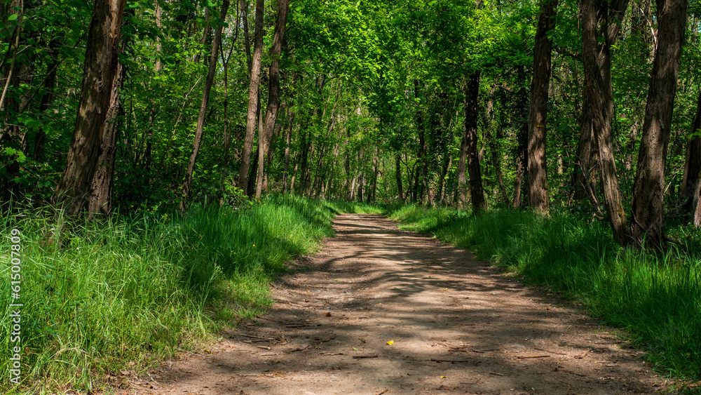 Chemin forestier ensoleillé au printemps ou en été, entouré d’arbres verdoyants et de hautes herbes, avec une lumière douce filtrant à travers le feuillage, invitant à la promenade en pleine nature. Chemin forestier ensoleillé au printemps ou en été, entouré d’arbres verdoyants et de hautes herbes, avec une lumière douce filtrant à travers le feuillage, invitant à la promenade en pleine nature.