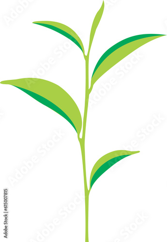 Fototapeta Naklejka Na Ścianę i Meble -  Green tea leaf 2023061908