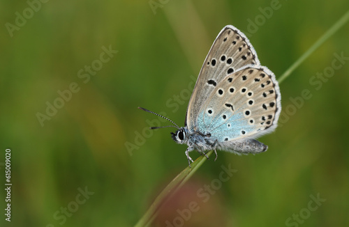 A rare Large Blue Butterfly, Phengaris arion, resting on a blade of grass in a meadow. © Sandra Standbridge