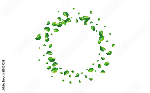 Olive Leaf Realistic Vector White Background.