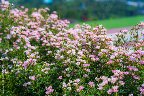 Chinese milk vetch (Astragalus sinicus) flowers or Little purple flowers view mountain range on Nature Trail in National Park garden on green nature background