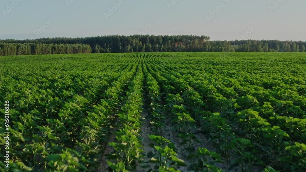 Aerial view: green agriculture plant field with forest on background. Beautiful summer landscape of a fresh corn field. Top view to the farm cornfield. Healthy food and agriculture concept. Aerial view: green agriculture plant field with forest on background. Beautiful summer landscape of a fresh corn field. Top view to the farm cornfield. Healthy food and agriculture concept.