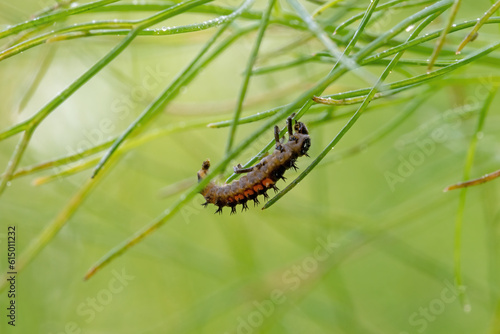 Asian ladybug larva on a fennel plant against