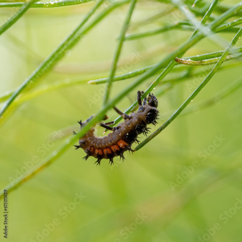 Asian ladybug larva on a fennel plant against © janny2