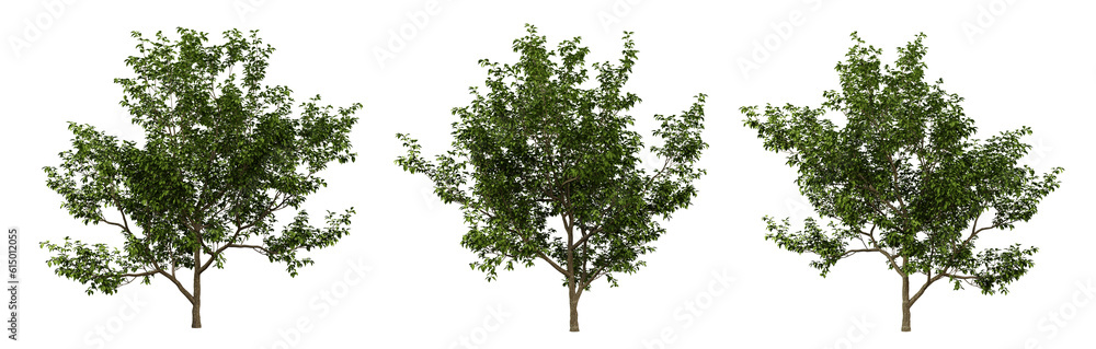 Malus coronaria trees on transparent background, garden design, malus plants, 3d render illustration. Malus coronaria trees on transparent background, garden design, malus plants, 3d render illustration.