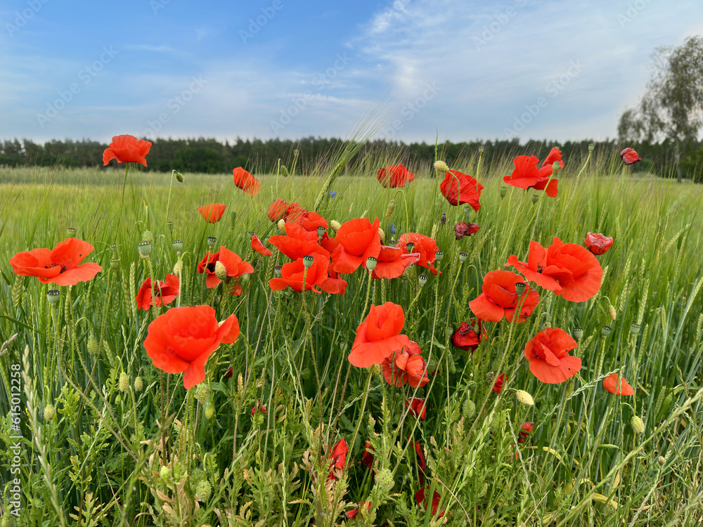 Fototapeta premium Mohn am Feldrand im Sommer
