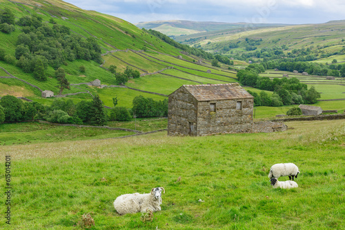 Swaledale, a remote northern dale in Summertime with stone barns or cow houses, drystone walling, meadows and a Swaledale ewe with her lambs in the lush, green meadow. Horizontal.  Space for copy. photo