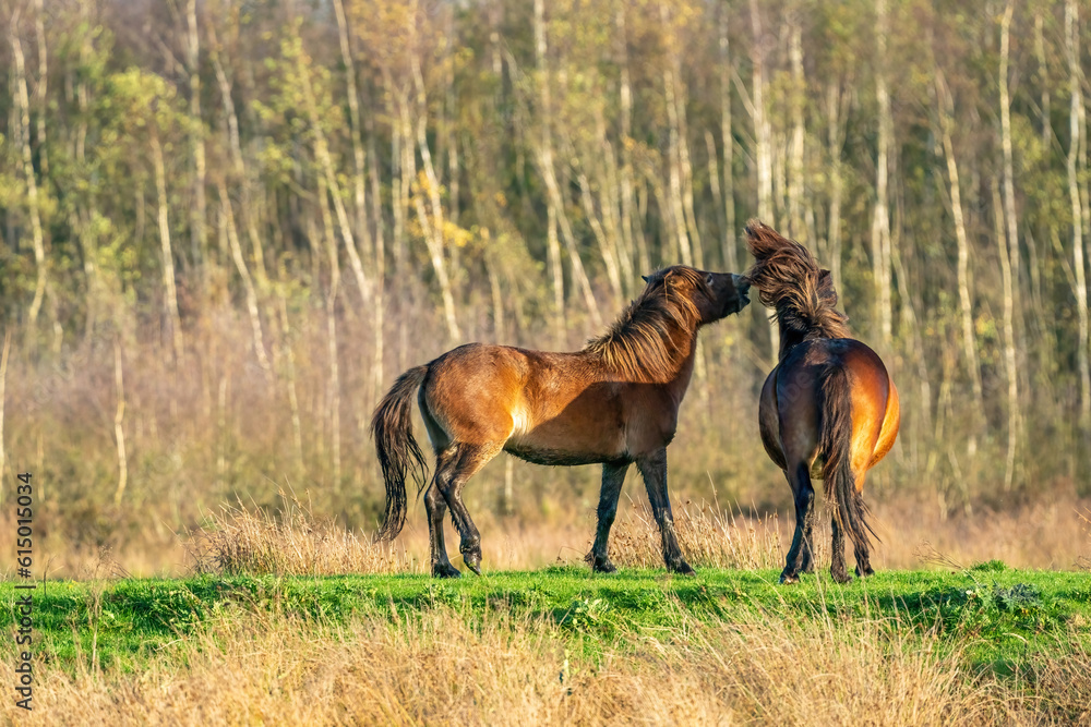 Two fighting wild brown Exmoor ponies, against a forest and reed background. Biting, rearing and hitting. autumn colors in winter. Selective focus, lonely, two animals, fight, stallion, mare