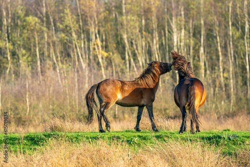 Obraz na płótnie Two fighting wild brown Exmoor ponies, against a forest and reed background. Biting, rearing and hitting. autumn colors in winter. Selective focus, lonely, two animals, fight, stallion, mare w salonie
