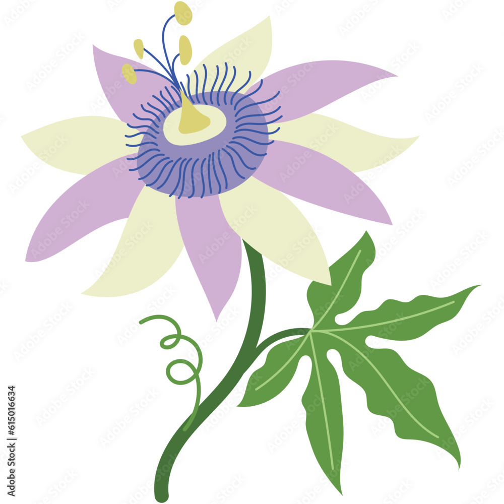 PASSIONFLOWER 