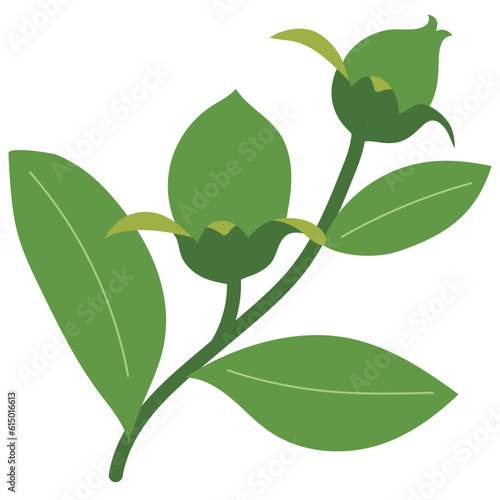 JOJOBA 