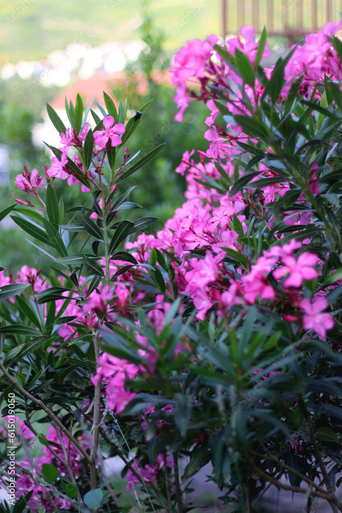 Fototapeta premium Pink oleander flowers in the garden. Selective focus.