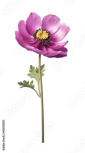 Anemone flower isolated on white background. Beautiful blooming plant. Generative AI
