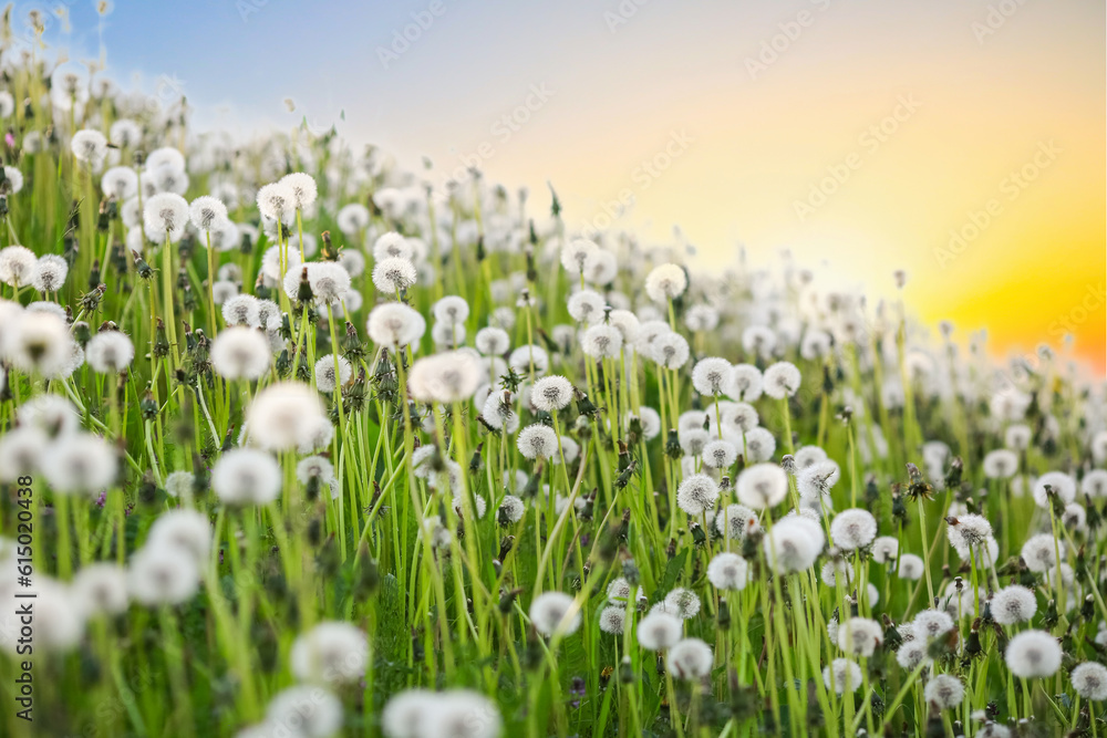 Fototapeta premium Summer background with dandelion meadow
