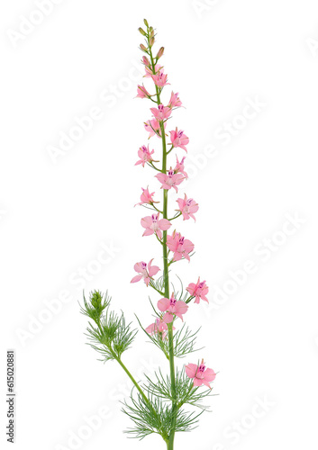 Oriental knight’s spur isolated on white background, Consolida orientalis