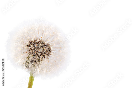 Fluffy dandelion isolated on transparent background.