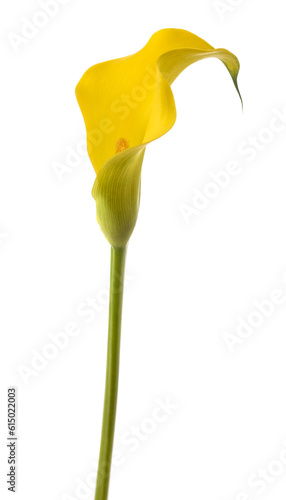 Yellow calla lily