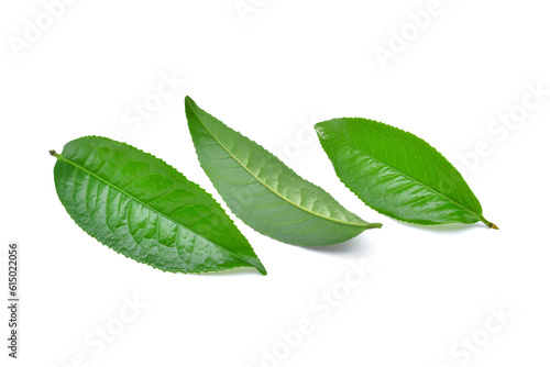 Fresh green tea leaves isolated on transparent background. PNG