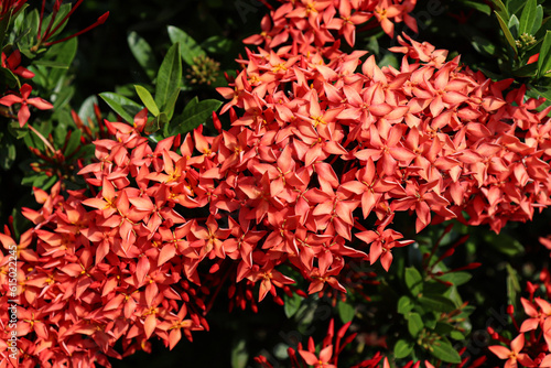 Elegance in Red: Bringing Ashoka Flowers' Beauty to Life