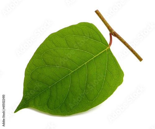 Asian knotweed leaf photo