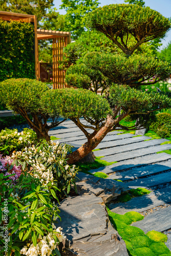Conifer and slate path with bark mulch and native plants in Japanese garden. Landscaping and gardening concept.