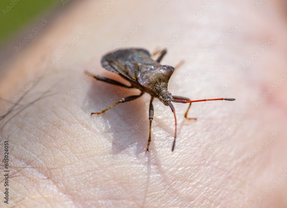 Stink Bugs (Pentatomidae) on a hand Stink Bugs (Pentatomidae) on a hand