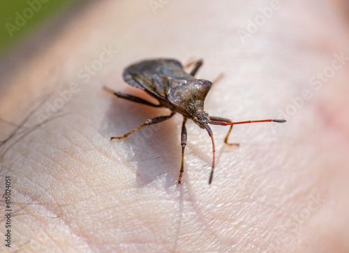 Stink Bugs (Pentatomidae) on a hand