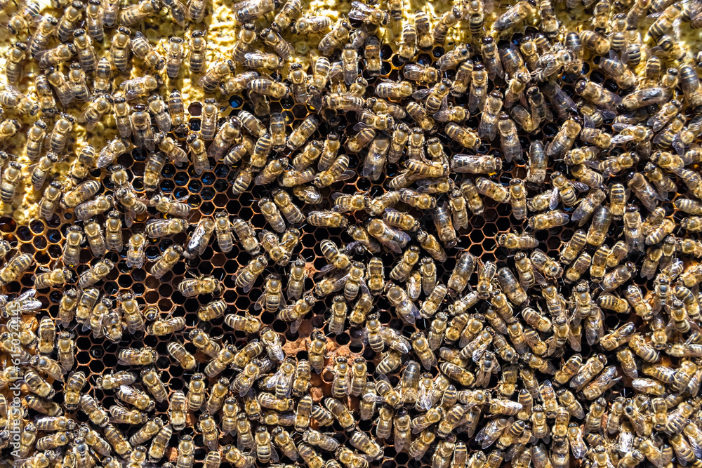 Abstract hexagon structure is honeycomb from bee hive filled Abstract hexagon structure is honeycomb from bee hive filled