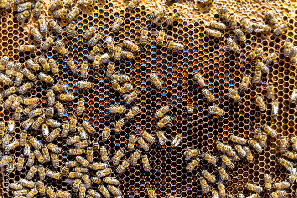 Abstract hexagon structure is honeycomb from bee hive filled Abstract hexagon structure is honeycomb from bee hive filled