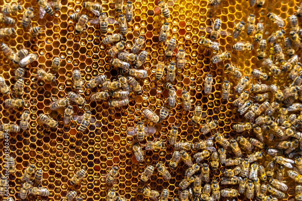 Abstract hexagon structure is honeycomb from bee hive filled Abstract hexagon structure is honeycomb from bee hive filled
